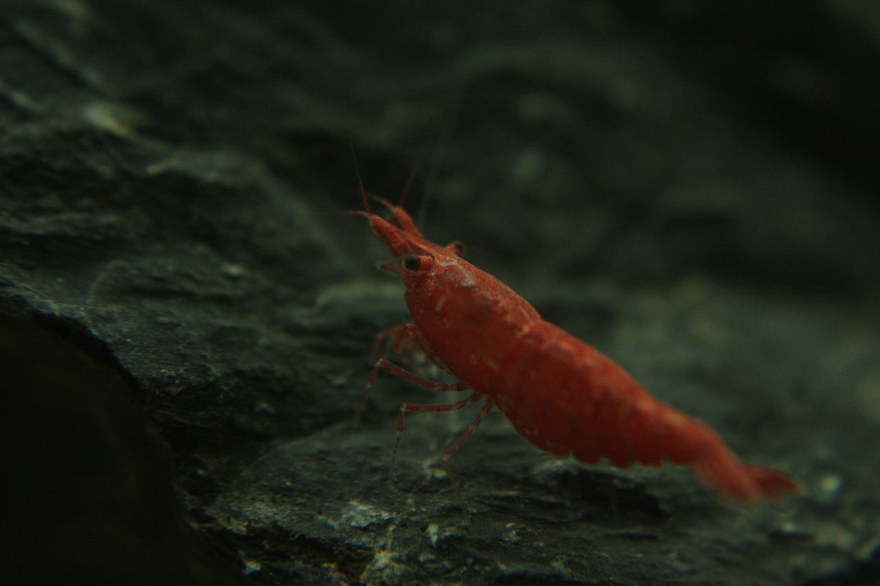 neocaridina-red-cherry-fire-red-ss-dendroacua