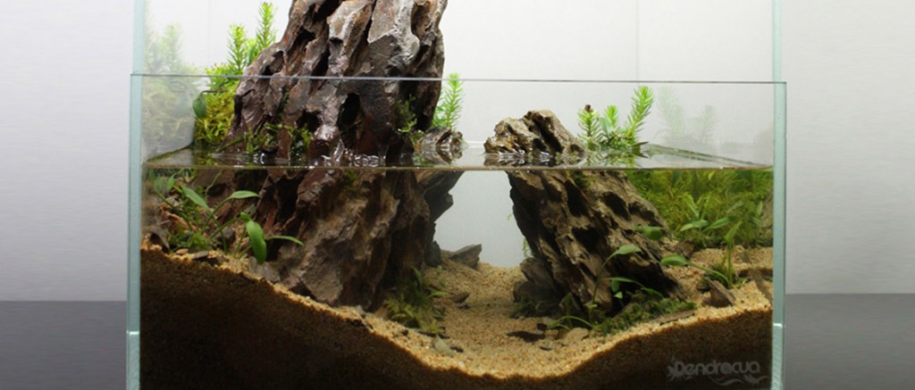 «Senda Roja» | DendroAcua – Acuarios, Terrarios & Jardines verticales