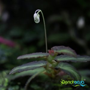 Begonia en Flor Compartimos con vosotros la foto de estahellip